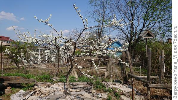 Слива цветёт