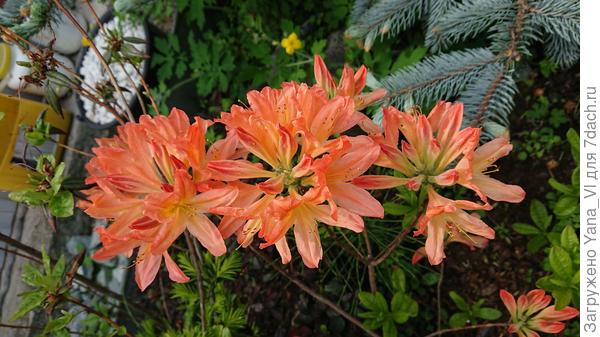 Мои сегодняшние цветы :)