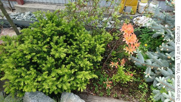 Зелёный шарик слева от рододендрона - тис, справа торчат ветки голубой ёлки