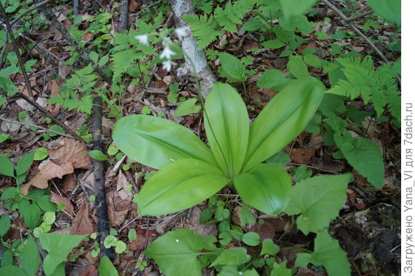 Это &quot;ландыш&quot;, который &quot;не ландыш&quot; с другого ракурса (сбоку) :)