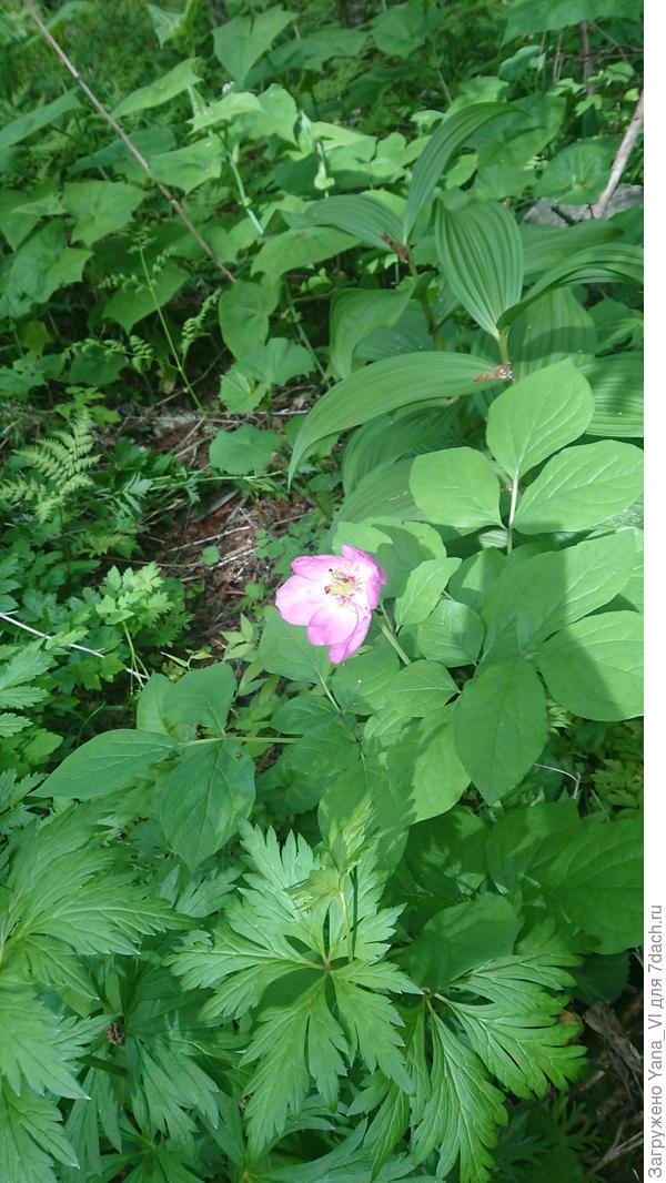 Дикий пион в чаще леса :)