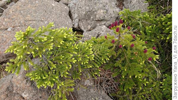 У одной зелёные, у другой красные :)