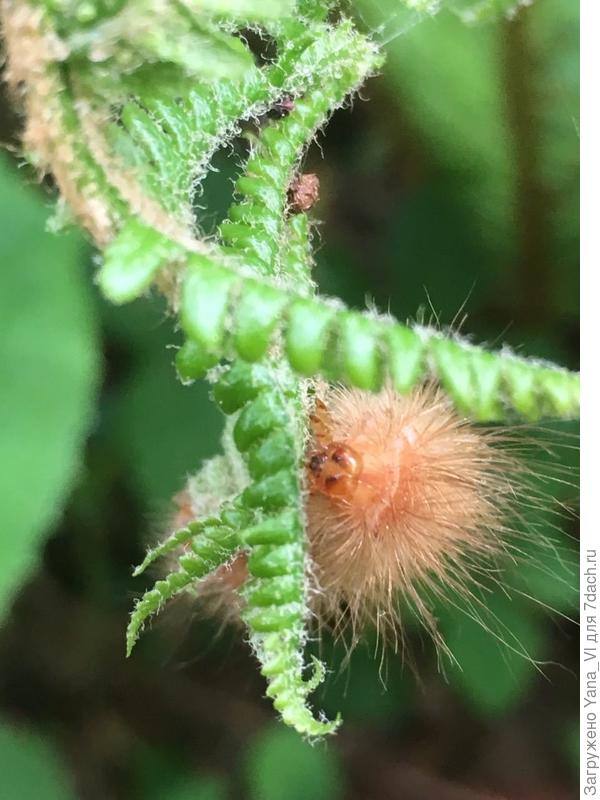 Доказательство! :)