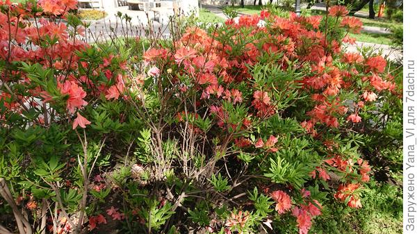 Такого же солнечного, как эти рододендроны :)