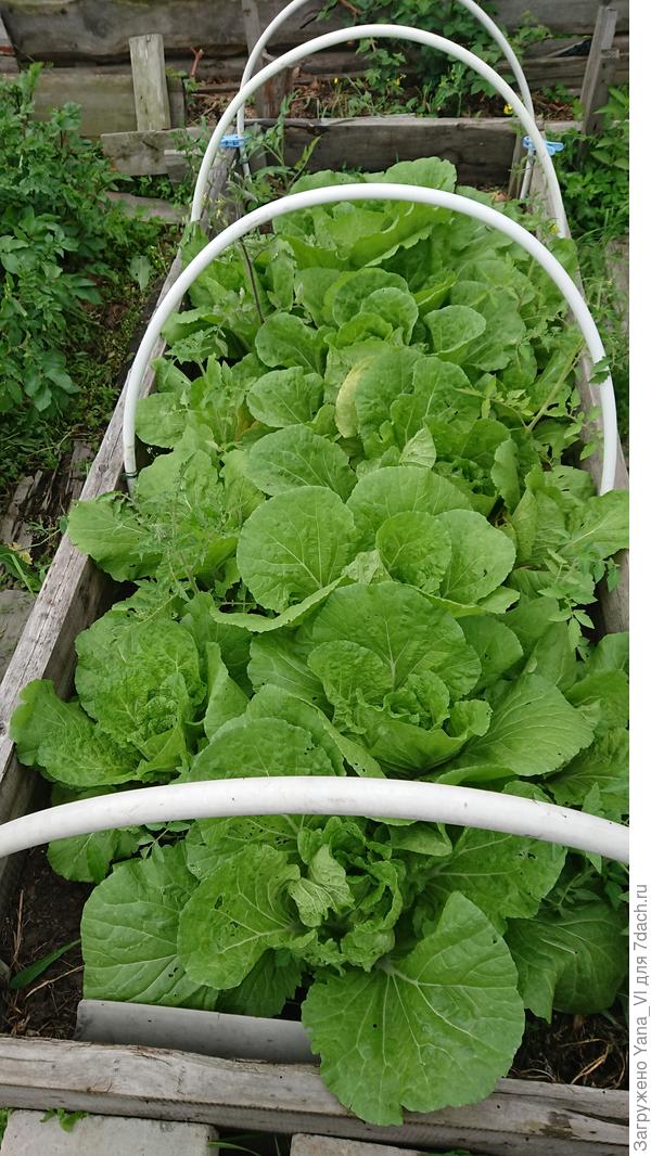 Грядка... как бы с помидорами