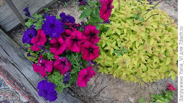 Видишь, какие пятна на лепестках?