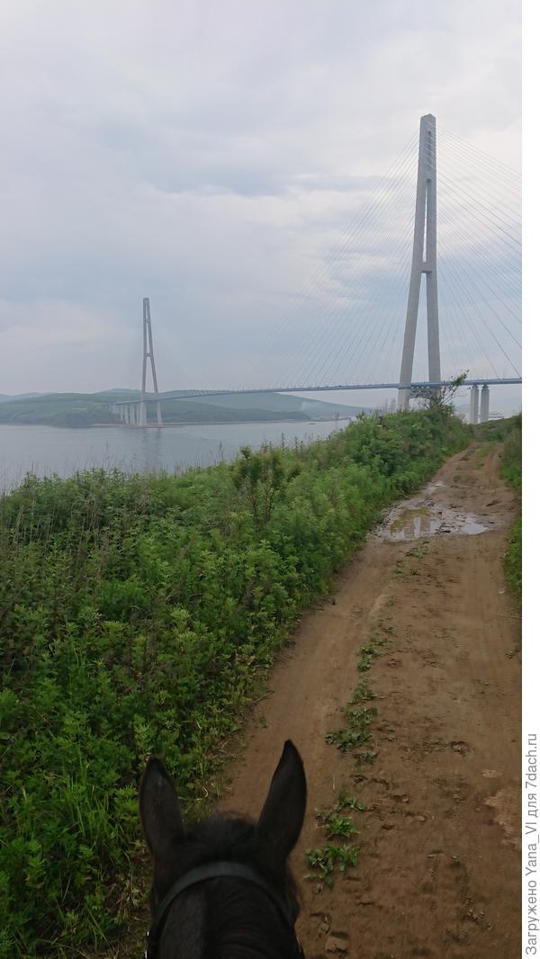 Взгляд на мир между лошадиных ушей