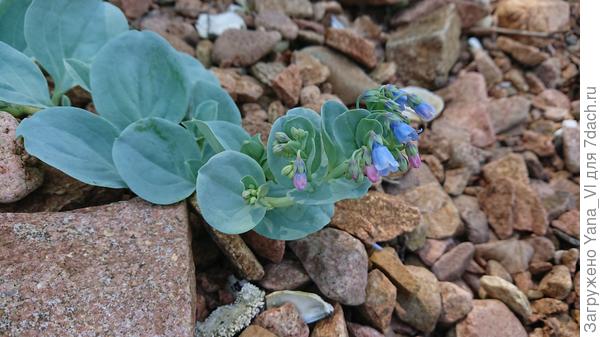 Поближе с цветочками