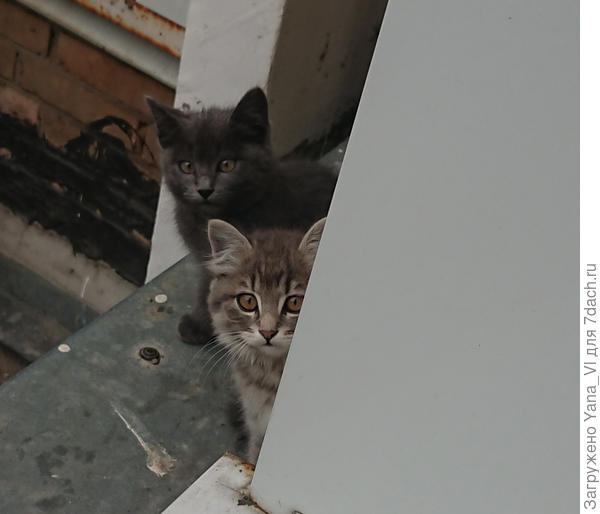 Такие симпатяги