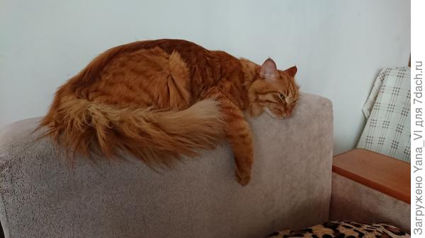 Умаялся бедолага...