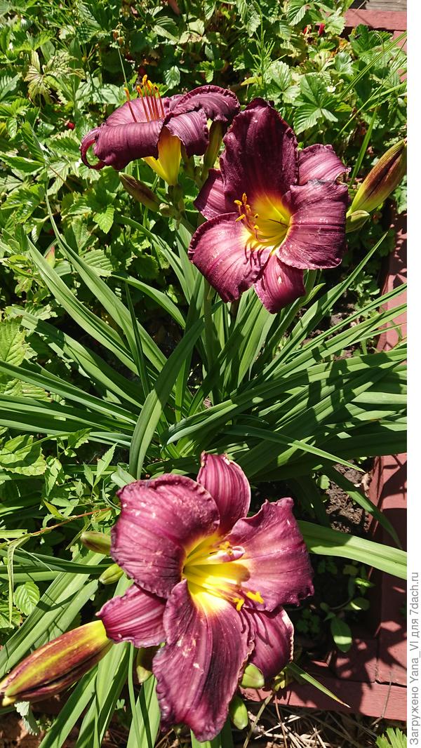 Только зацвели :)