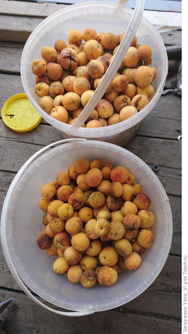 Прошедший тайфун почти всё положил на землю и урожай немного грязненький...