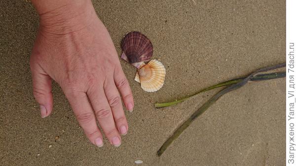 Для масштаба я свою ладонь приложила :)