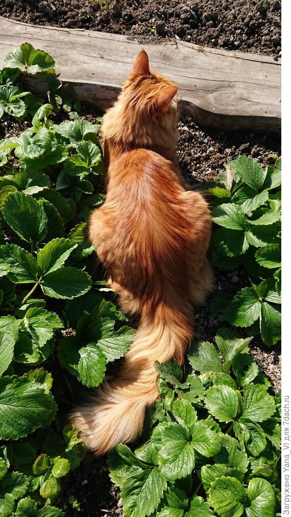 Клубнику охраняет :)