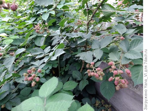 Кисти на огрызке