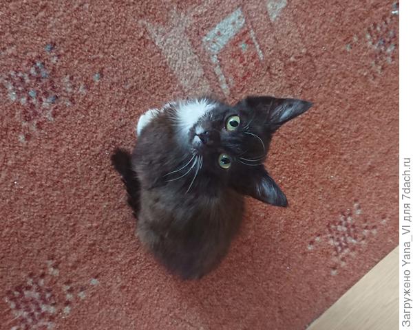 Квщей привет передаёт :)