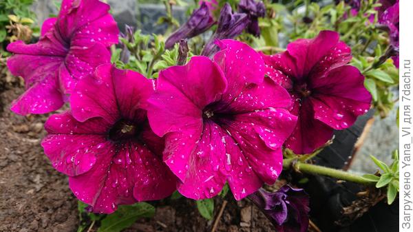 Цветы в капельках дождя...