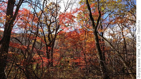 Осень красива всегда