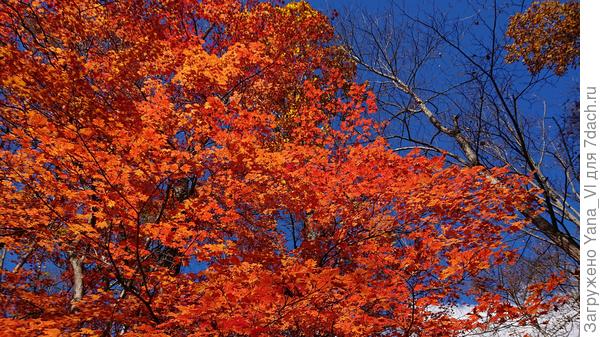 Клёны хоть сейчас на глянцевую обложку :)