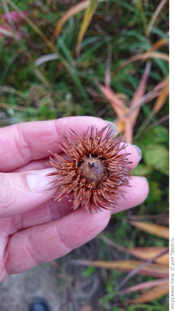 Вот такие у него пушистые шапочки у жёлудей :)