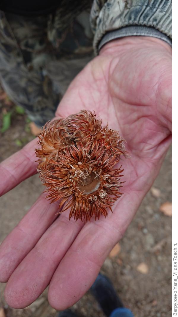 Это только шапочки папа держит, жёлуди выпали уже