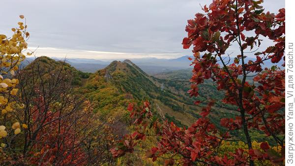 Красный дуб (не тот, который Канадский) на хребте Чандолаз (очень редкий, занесён в Красную книгу). Правильно называется "дуб зубчатый".