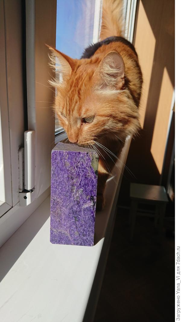 Вчера примеривалась, как лучше камни фотографировать... Окно не открывала... Но он и тут влез поучаствовать :)