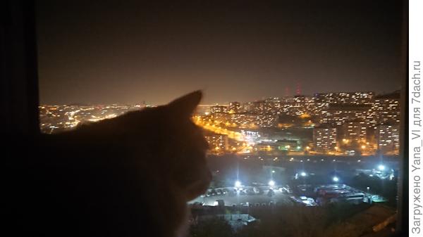 Ждали с котей салют