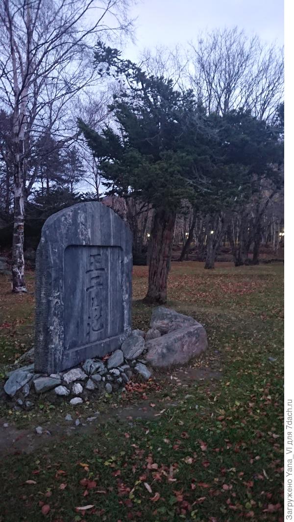 Вот ещё пример из парка. Это тис, а не сосна.