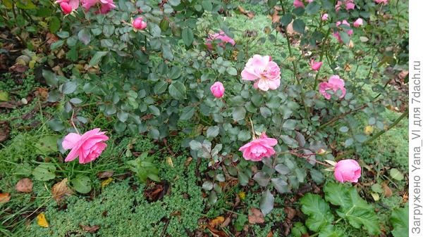 Эти поближе сняла