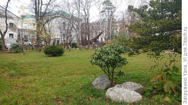 Этот куст отдельно растёт - солирует