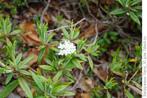 Я правильно понимаю - Вы именно такой имели в виду?