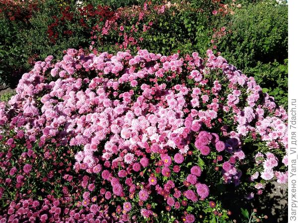 Осенние хризантемы