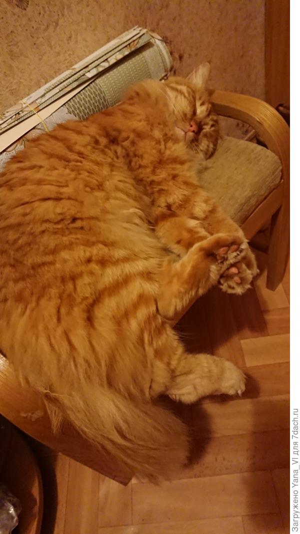 Он у нас теперь тоже кабанчик :) На любимой пуфочке в коридоре не помещается...