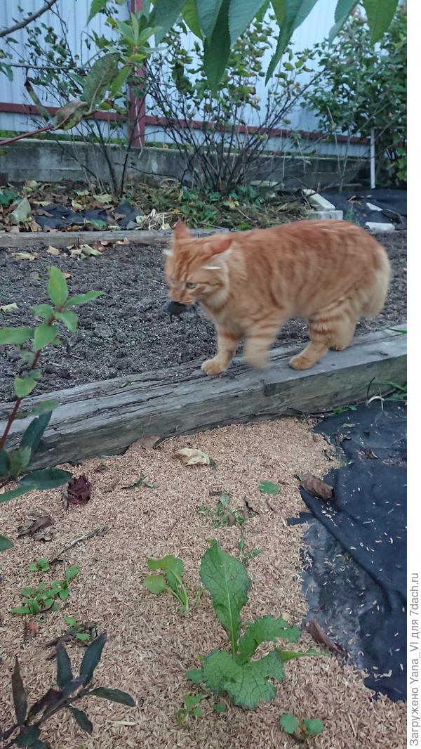 Мышку в подарок возьмёт и прибежит!