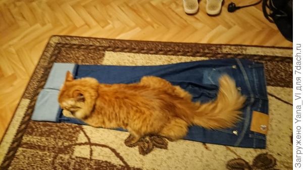 Сейчас хозяйкины джинсы примерит...