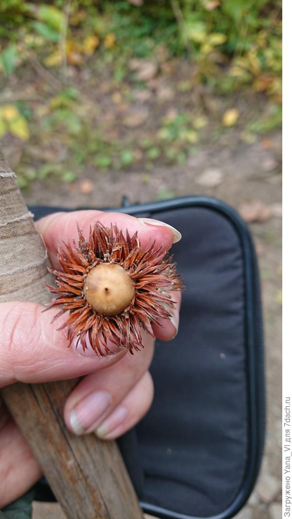 У нас вот такие лохматые есть :)