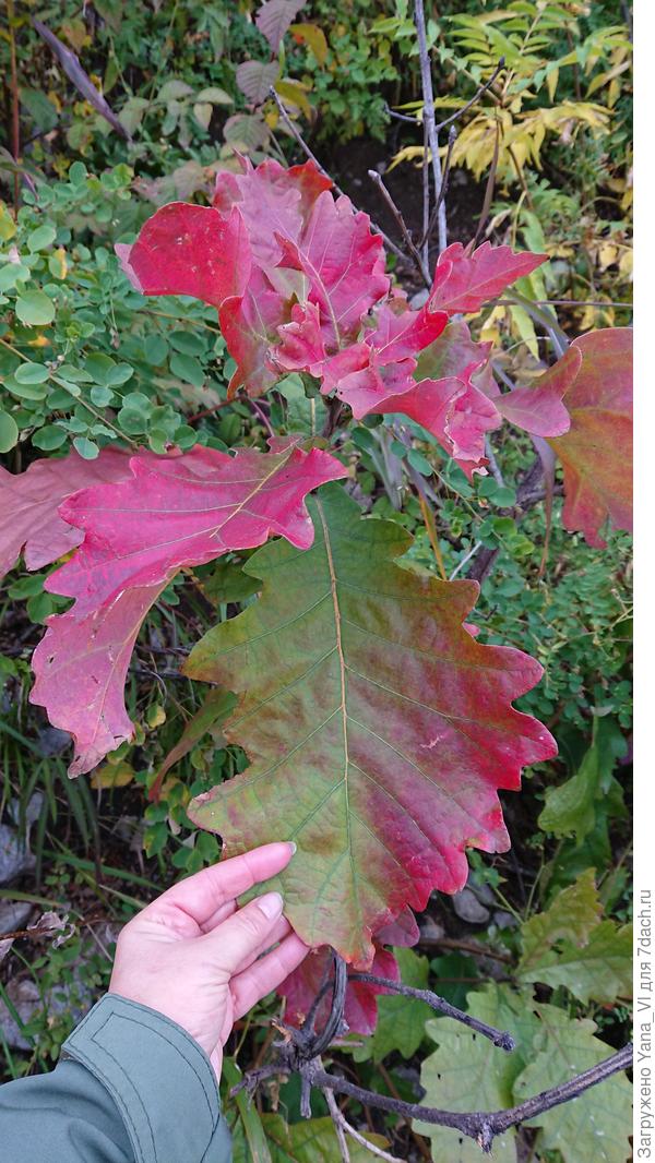 Этот только начинает краснеть. На фото моя рука, можно прикинуть расмерчик.