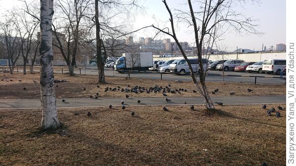 Голуби на газончике. Солнышко. :) И не поверишь что зима и минус конкретный. Шубу уже одела, в пуховике мёрзну...