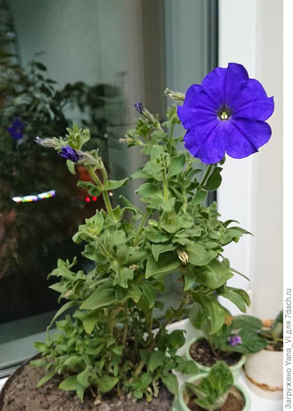 Я решила её спасти, раз уж она такая мужественная оказалась