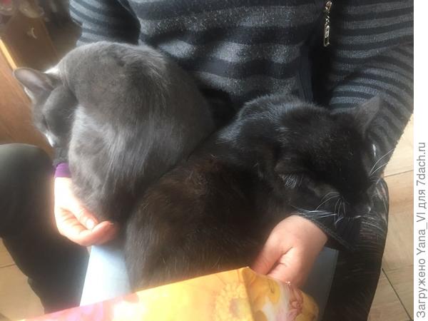 Спят вдвоём с Тэм у меня на руках :) Прямо Инь и Янь :)