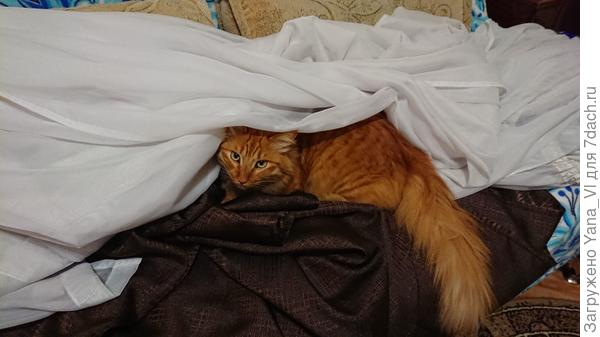 рыжий тоже привет передаёт :) Только он шторы гладить помогал... устал очень :)