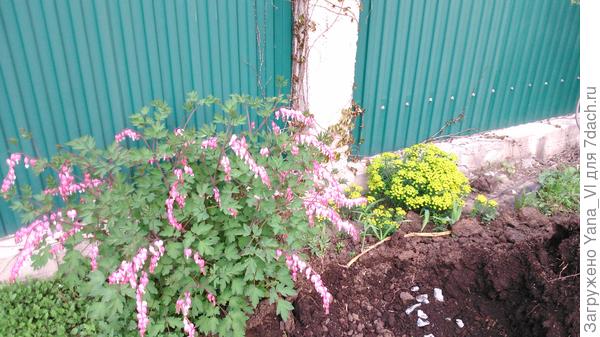 А здесь уже хорошо цветёт (в углу снимка, справа от Дицентры)