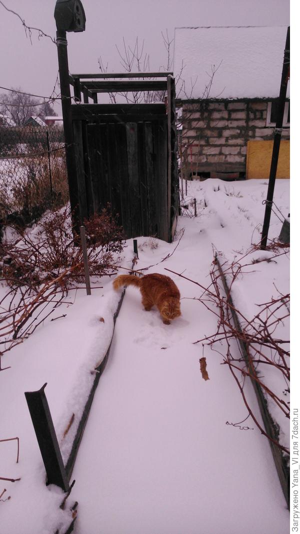 Мой &quot;тигр&quot; на снегу тоже хорошо смотрится ;) Жаль, снег нечасто бывает...