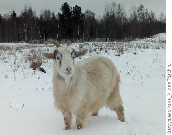 Можете убедится, что НОС и ноздри именно такие, как на рисунке.