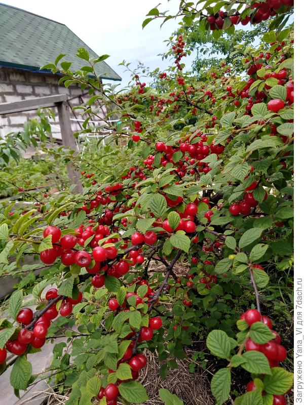 Плоды почти как на облепихе :)