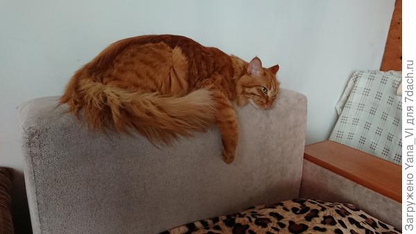 Уморился бегать, отдыхает