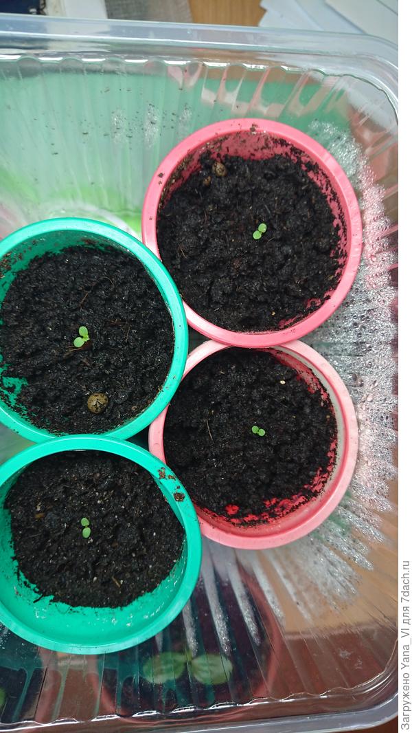 Крупноплодная земляника уже взошла