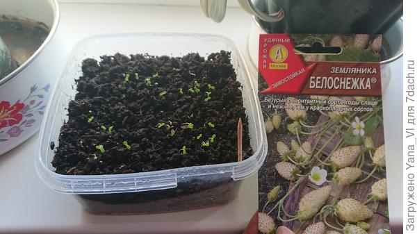 Вот доказательство :) Специально для Вас сфотографировала только что ;)