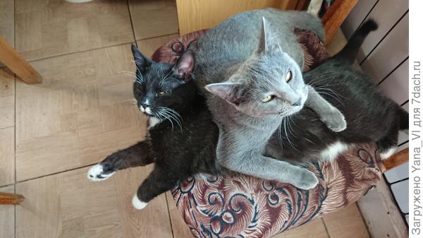 А это наши Инь и Янь (в миру Кащей и Тэм)